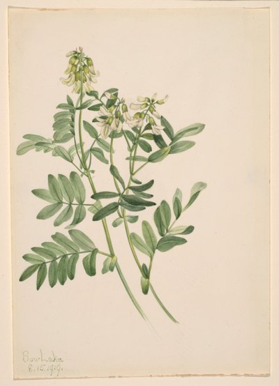 Sin título--Estudio de plantas de Mary Vaux Walcott