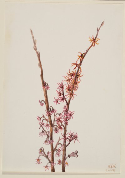 Sin título--Estudio de plantas de Mary Vaux Walcott