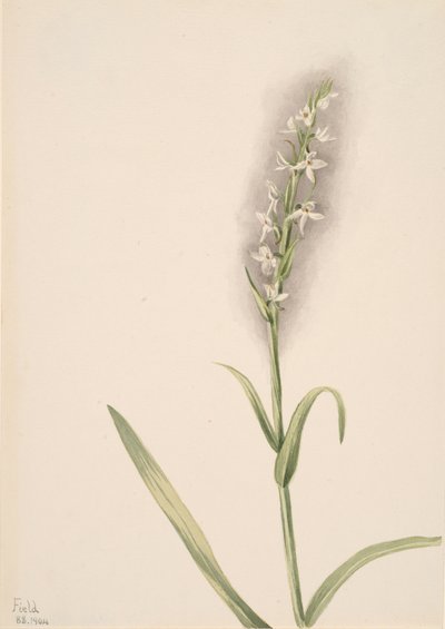 Sin título - Estudio de plantas de Mary Vaux Walcott