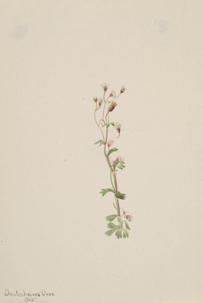 Sin título - Estudio de plantas, 1905 de Mary Vaux Walcott