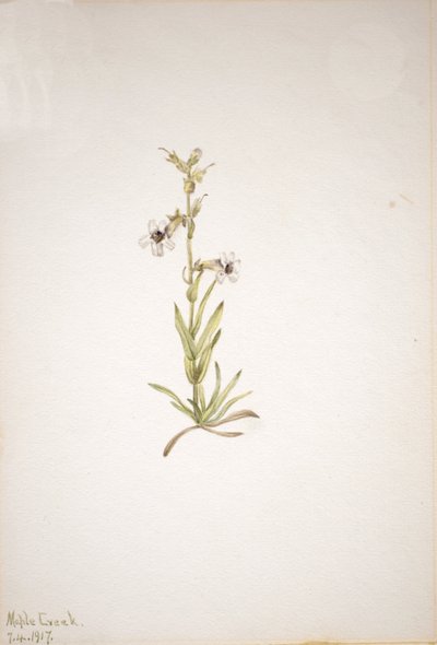 Sin título - Estudio de plantas de Mary Vaux Walcott