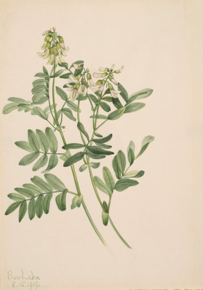Sin título - Estudio de plantas, 1919 de Mary Vaux Walcott