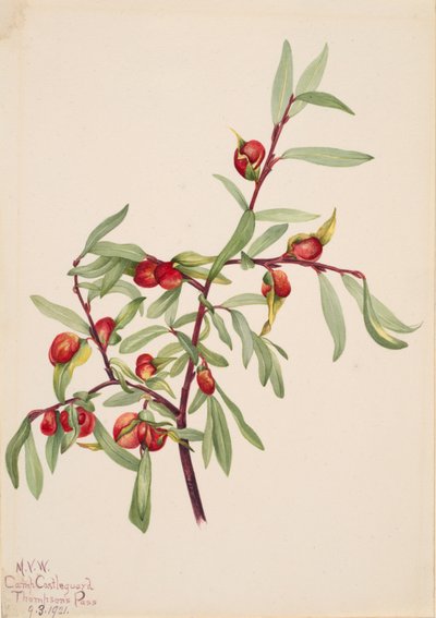 Sin título - Estudio de plantas, 1921 de Mary Vaux Walcott