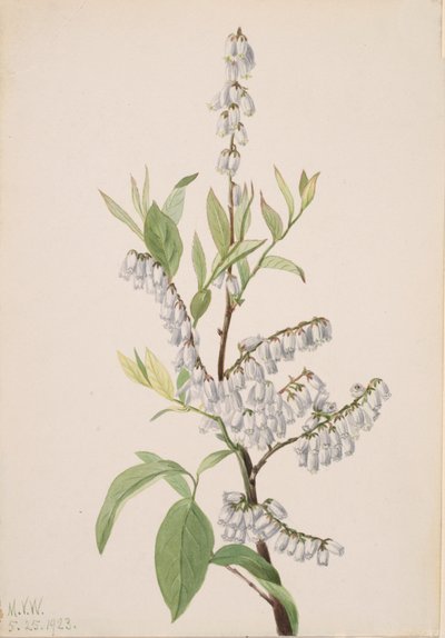 Sin título - Estudio de plantas, 1923 de Mary Vaux Walcott
