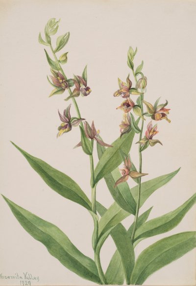 Sin título - Estudio de plantas, 1929 de Mary Vaux Walcott