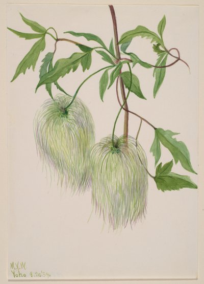 Sin título--Estudio de plantas, 1939 de Mary Vaux Walcott