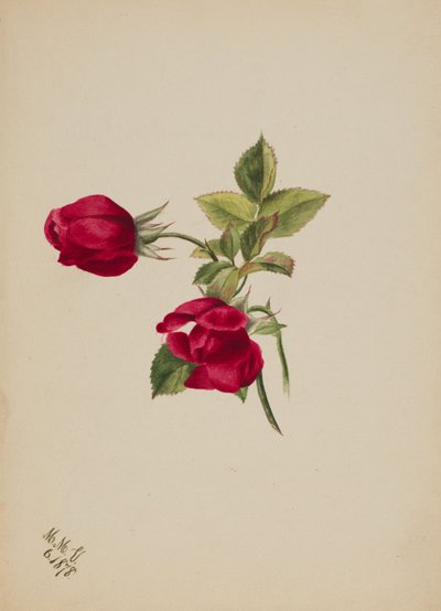 Sin título--Rosa, 1878 de Mary Vaux Walcott