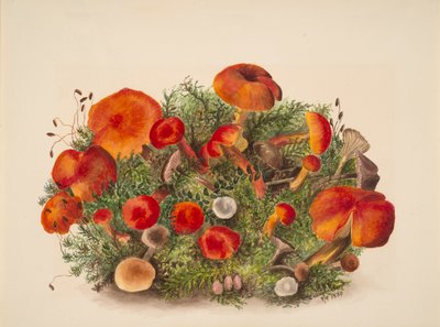 Sin título--Estudio de hongos, 1880 de Mary Vaux Walcott