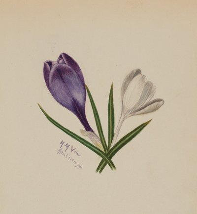 Sin título (Azafranes) de Mary Vaux Walcott