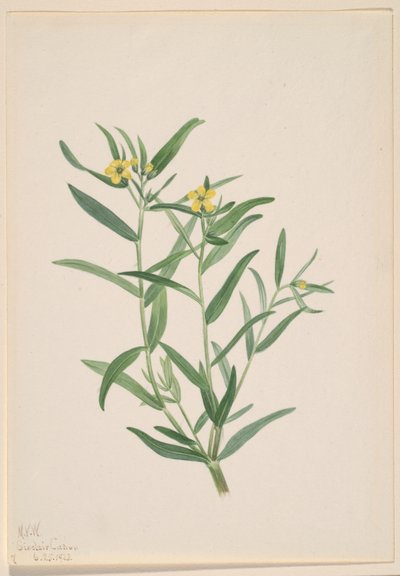 Sin título (Estudio de flores) de Mary Vaux Walcott