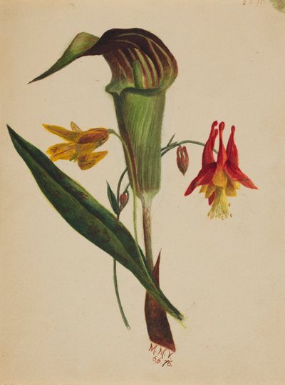 Sin título (Jack en el púlpito) de Mary Vaux Walcott