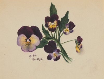 Sin título (Pensamientos) de Mary Vaux Walcott