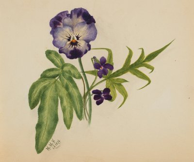 Sin título (Pensamiento) de Mary Vaux Walcott