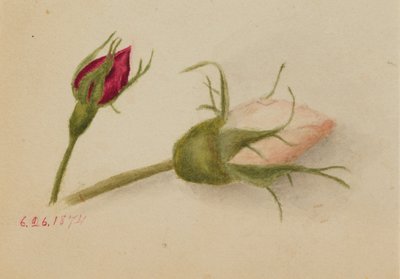 Sin título (capullos de rosa) de Mary Vaux Walcott