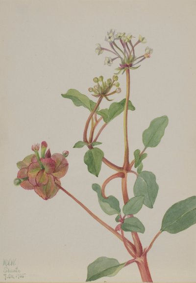 Sin título (Tripterocalyx pedunculatus) de Mary Vaux Walcott