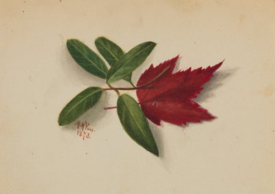Sin título de Mary Vaux Walcott