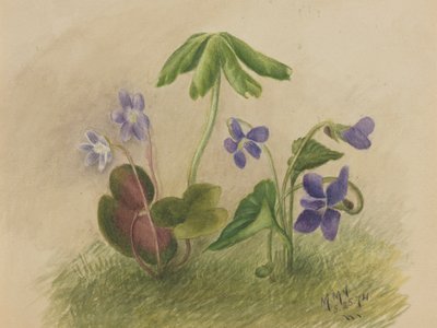 Sin título de Mary Vaux Walcott