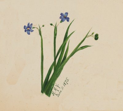 Sin título, 1875 de Mary Vaux Walcott