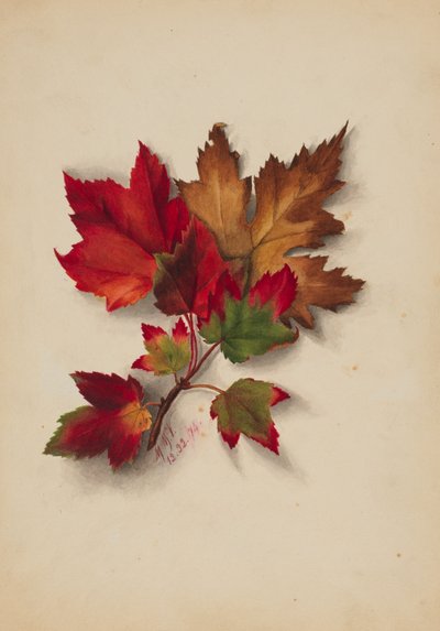 Sin título Hojas de otoño de Mary Vaux Walcott