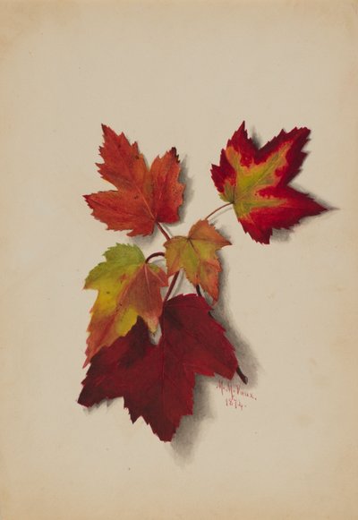 Sin título Hojas de otoño de Mary Vaux Walcott