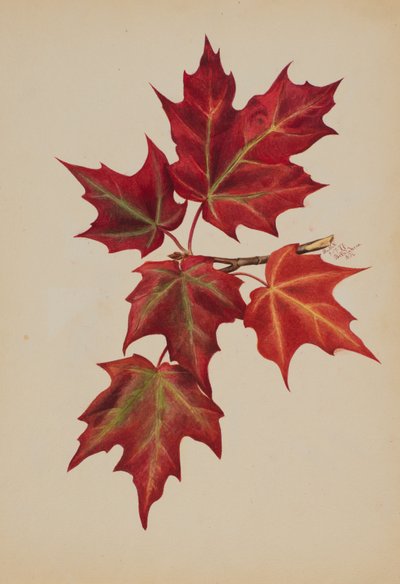 Hojas de otoño sin título, 1877 de Mary Vaux Walcott