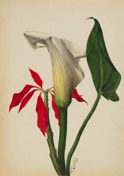 Sin título Lirio de agua de Mary Vaux Walcott