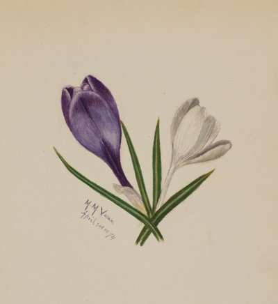 Sin título Azafranes, 1874 de Mary Vaux Walcott