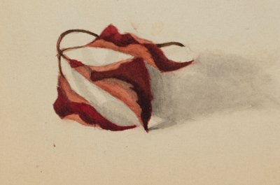 Hojas de otoño rizadas sin título, 1872 de Mary Vaux Walcott