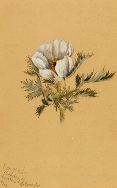 Estudio de flores sin título, 1883 de Mary Vaux Walcott