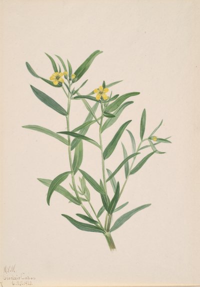 Estudio de Flores Sin Título, 1923 de Mary Vaux Walcott