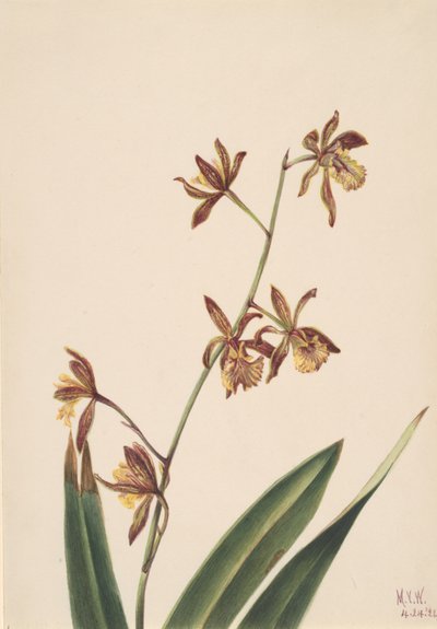 Estudio de Flores Sin Título, 1924 de Mary Vaux Walcott