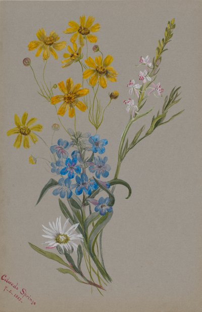 Sin título, grupo de flores de Mary Vaux Walcott