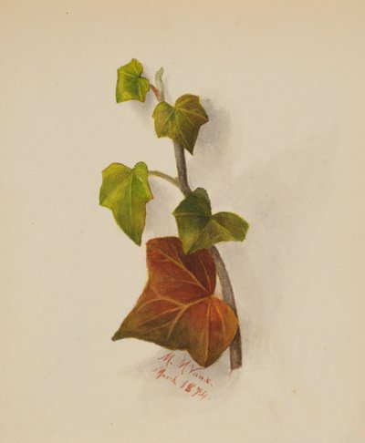 Sin título Hiedra, 1874 de Mary Vaux Walcott