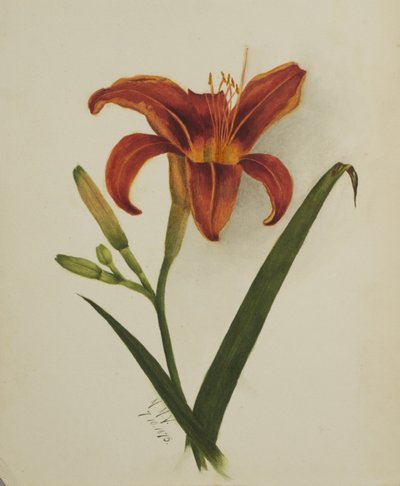 Lirio sin título de Mary Vaux Walcott