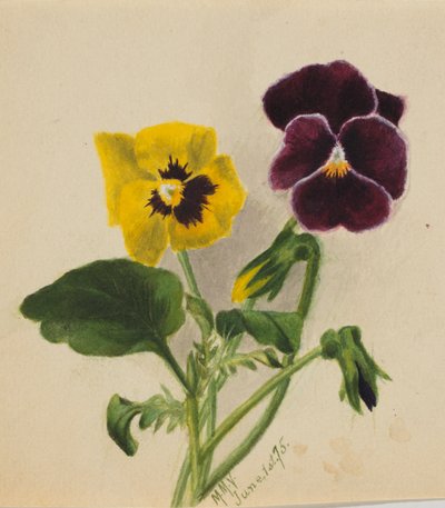 Sin título, Pensamientos, 1875 de Mary Vaux Walcott