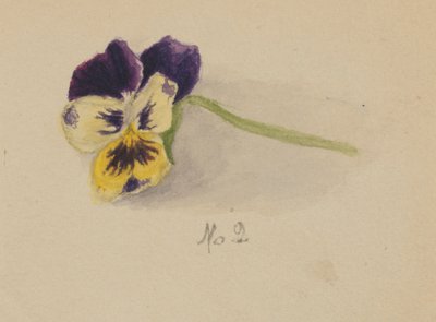 Sin título Pansy, 1872 de Mary Vaux Walcott