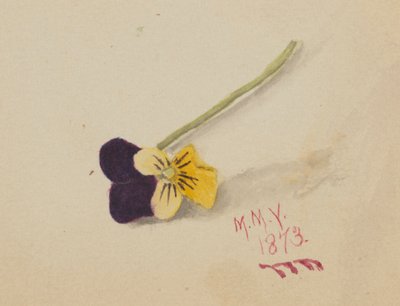 Sin título Pansy, 1873 de Mary Vaux Walcott