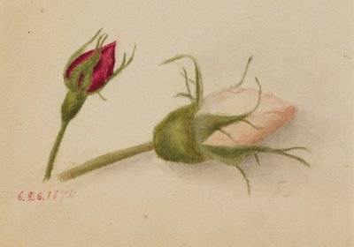 Capullos de rosa sin título, 1874 de Mary Vaux Walcott