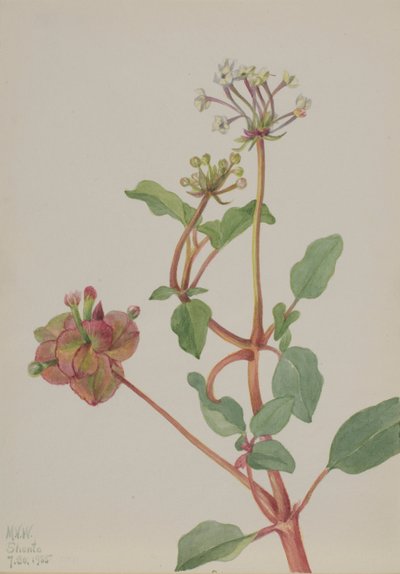Sin título de Mary Vaux Walcott