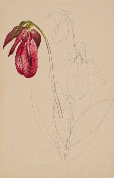 Boceto sin título y sin terminar de Mary Vaux Walcott