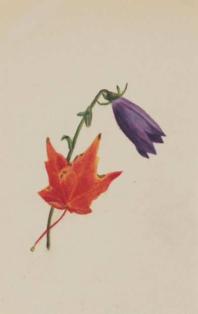 Sin título de Mary Vaux Walcott