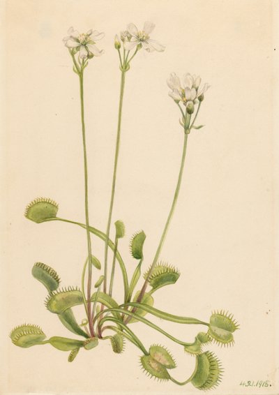 Venus atrapamoscas, Dionaea muscipula, 1918 de Mary Vaux Walcott