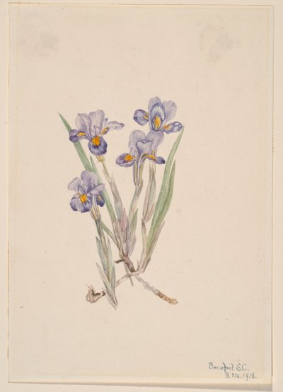 Lirio vernal (Iris verna) de Mary Vaux Walcott