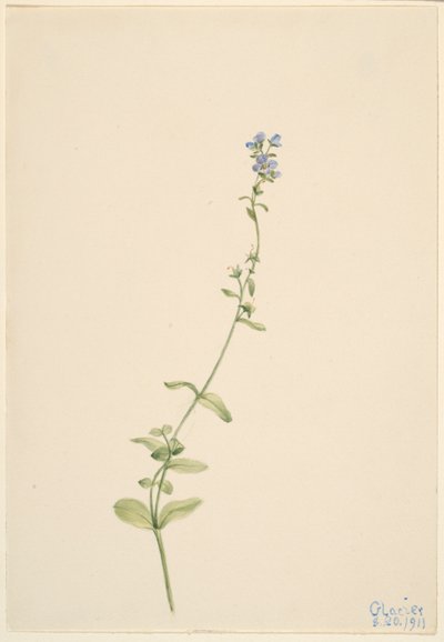 Veronica serpyllifolia de Mary Vaux Walcott