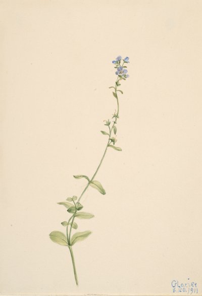 Veronica serpyllifolia, 1911 de Mary Vaux Walcott
