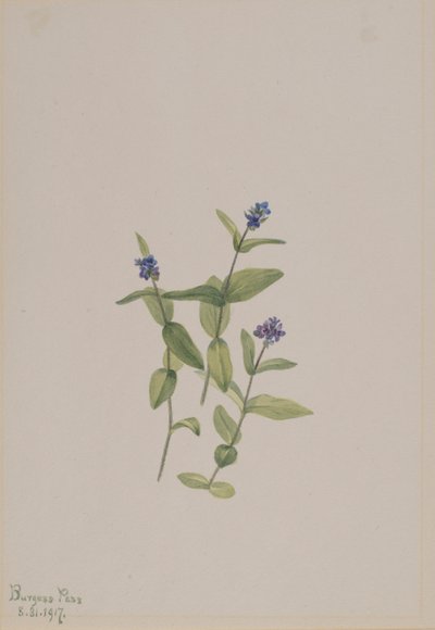 Veronica wormskjoldii de Mary Vaux Walcott