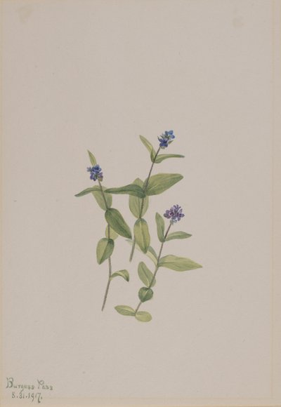 Verónica wormskjoldii de Mary Vaux Walcott