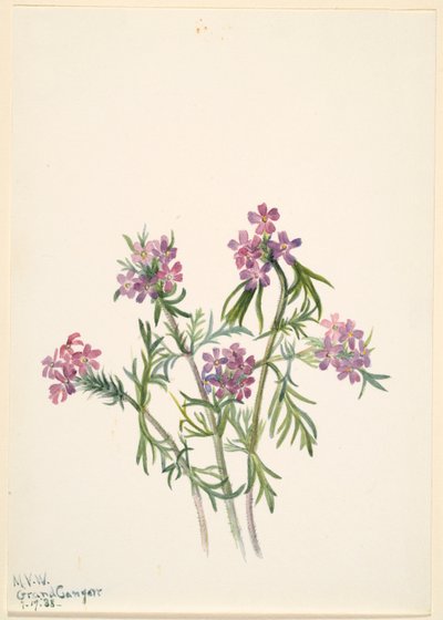 Verbena (Verbena wrightii) de Mary Vaux Walcott