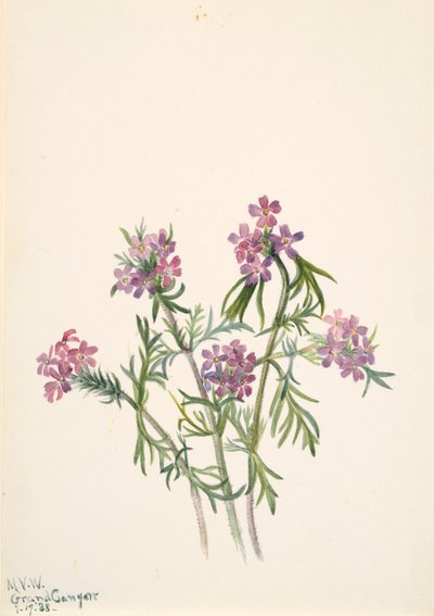 Verbena wrightii de Mary Vaux Walcott