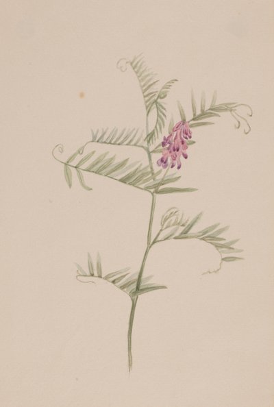 Vicia americana de Mary Vaux Walcott